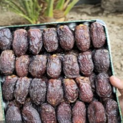 خرمای مجول خرمای مجول