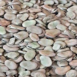 باقالی خشک باقالی خشک