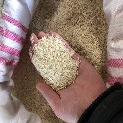 برنج طارم شمال