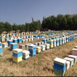 Sale of natural and organic honey