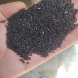 سیاهدانه ایرانی