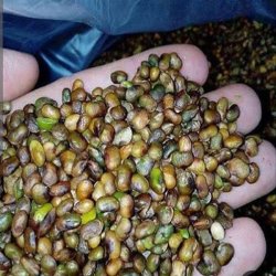 مغز بنه,فستق بری(پسته کوهی)