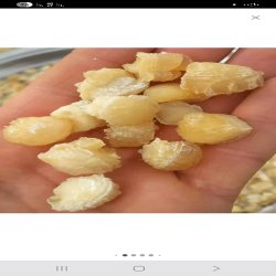آنغوزه آنغوزه