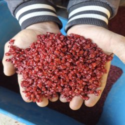زرشک ایرانی درجه‌یک 