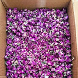 گل محمدی اصل 