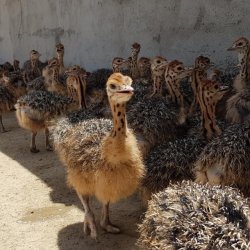 پخش گوشت شترمرغ