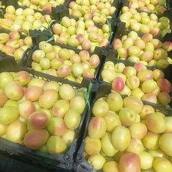 آلبالو گیلاس زردآلو