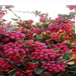 فروش زرشک