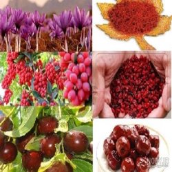 آجیل و خشکبار/زرشک و زعفران علاي ایرانی 