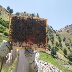 عسل درجه یک 