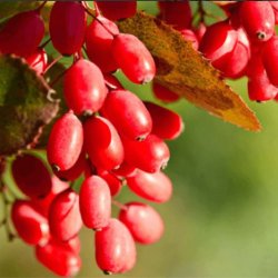 Premium Export Barberries 