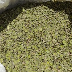 اویشن درجه یک اعلا کرمان