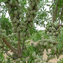  مواد غذایی  