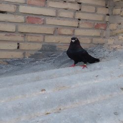 کبوتر صربستانی اصیل