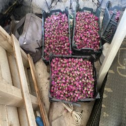 Sale of roses