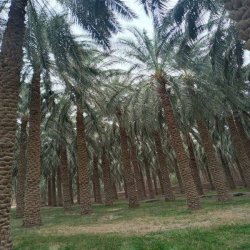 خرما درجه یک