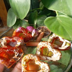 قندونبات گیاهی فانتزی مقوی شیک