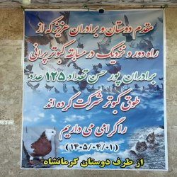 فروش کبوتر
