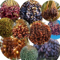 خرما زرشک و زعفران