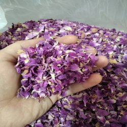 گل محمدی