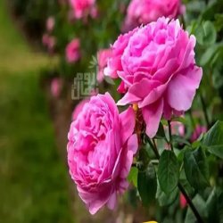 غنچه گل محمدی ناب