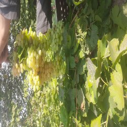 خشکبار ومیوه خشکبار ومیوه
