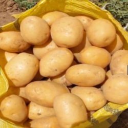 Sale of potatoes and onions grade 1 Sale of potatoes and onions grade 1