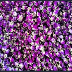 گل محمدی خشک گل محمدی خشک