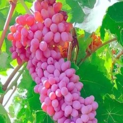 انگور درجه یک