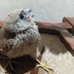 پرنده