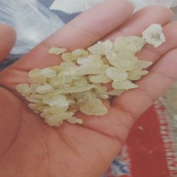 سقز مصطکی