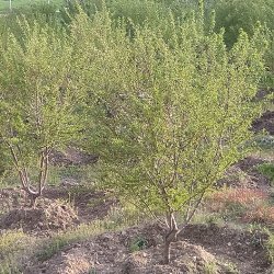 بادام خشک  پوست سنگی و کاغذی