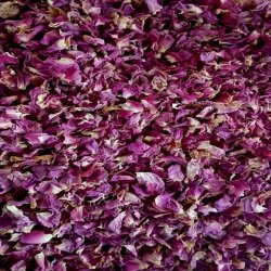 گل محمدی 