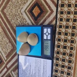 گوهر شب چراغ
