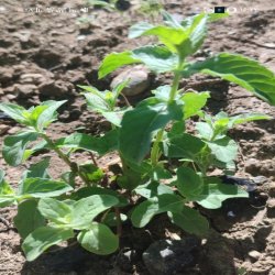 دنیای گیاهان خوراکی و دارویی