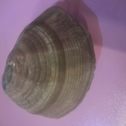 فروش سنگ باباقوری
