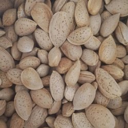 بادام درختی شیرین درجه ۱قوچان