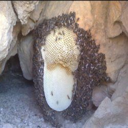 عسل کوهی درجه 1 عسل کوهی درجه 1