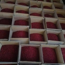 سرمایه گذار در زمینه زرشک 
