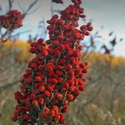 سماق ایرانی خالص طبیعی