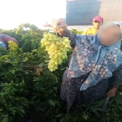 انگور عسگری درجه یک بیدانه انگور عسگری درجه یک بیدانه