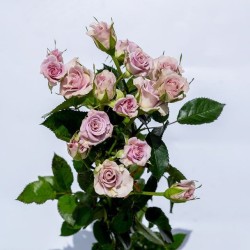 گل شاخه بریده گل شاخه بریده