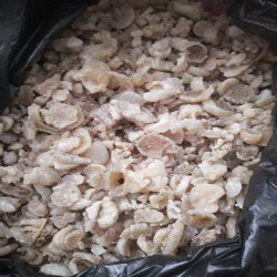 گیاهان دارویی 