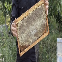 عسل درمانی ارگانیک  کوه سبلان