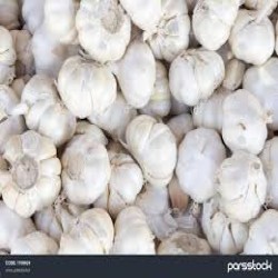 سیر