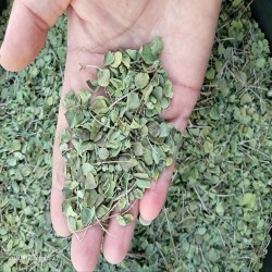 آویشن برگ پهن شیرازی کوهی آویشن برگ پهن شیرازی کوهی