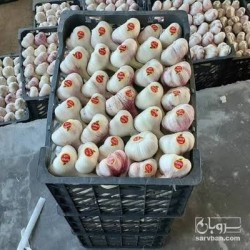 صادرات محصولات کشاورزی