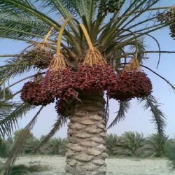 فروش خرما از جیرفت وبم عمده