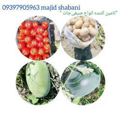 تامین کننده صیفی‌جات گوجه،هندو