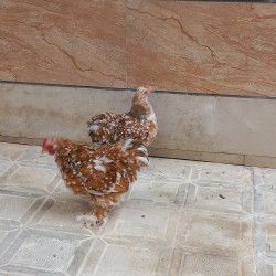 نیمچه کوشین